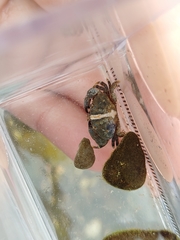 Leptodius gracilis