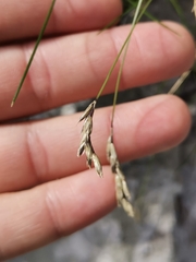 Sesleria rigida