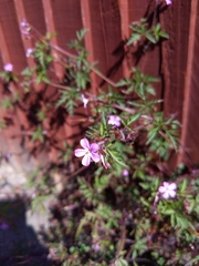 Geranium robertianum
