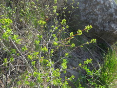 Crataegus pinnatifida