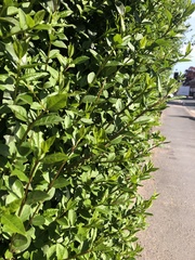 Ligustrum ovalifolium
