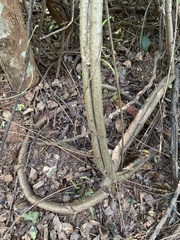 Cyphostemma hypoleucum