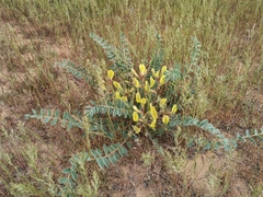 Astragalus longipetalus