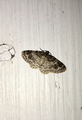 Hydrelia lucata