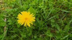 Taraxacum officinale