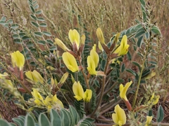 Astragalus longipetalus