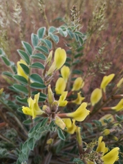 Astragalus longipetalus