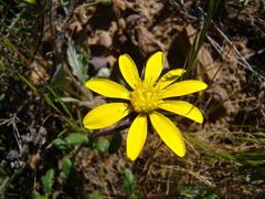 Gorteria piloselloides