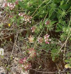 Anthyllis vulneraria maura