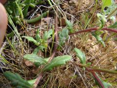 Gorteria piloselloides