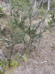 Acacia uncifolia