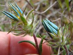 Gorteria piloselloides