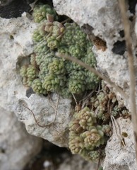 Sedum dasyphyllum