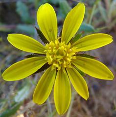 Gorteria piloselloides