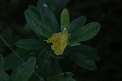 Hibbertia melhanioides