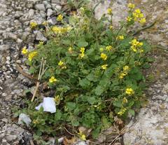 Rhamphospermum pubescens