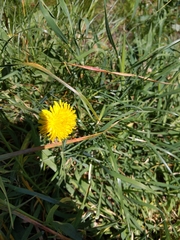 Taraxacum officinale
