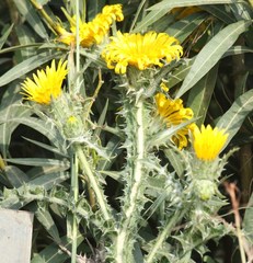 Scolymus grandiflorus