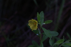 Hibbertia melhanioides
