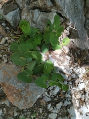 Aristolochia pallida