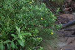 Hibbertia melhanioides