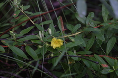 Hibbertia melhanioides
