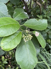 Ehretia dicksonii
