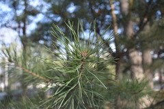 Pinus sylvestris