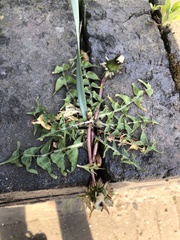 Taraxacum officinale