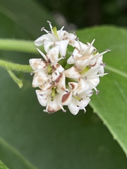 Ehretia dicksonii