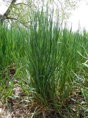 Elymus trachycaulus