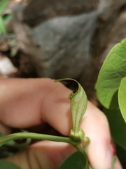 Aristolochia pallida