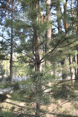 Pinus sylvestris