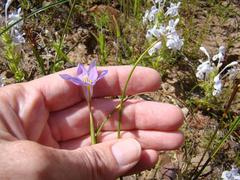 Moraea polyanthos