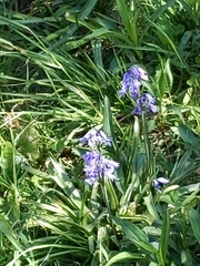 Hyacinthoides × massartiana