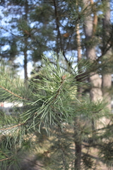 Pinus sylvestris