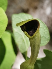 Aristolochia pallida