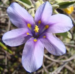 Moraea polyanthos