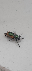 Smaragdina limbata