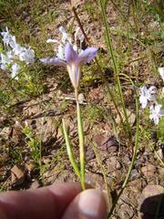 Moraea polyanthos