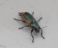 Smaragdina limbata