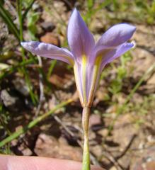 Moraea polyanthos