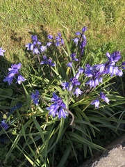 Hyacinthoides hispanica