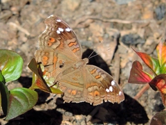 Junonia natalica
