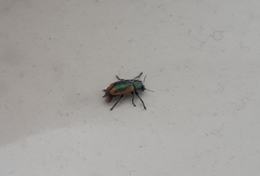 Smaragdina limbata