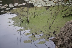 Nymphaea mexicana
