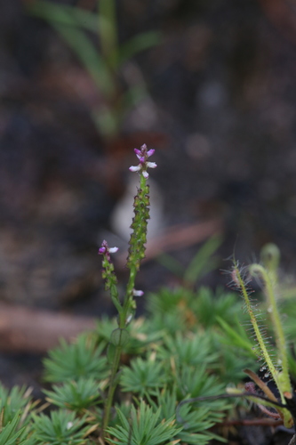 Oblong-leaf salomonia (Salomonia ciliata)