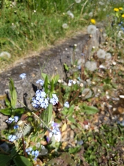 Myosotis sylvatica