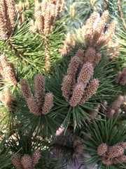 Pinus