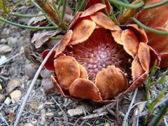 Protea subulifolia